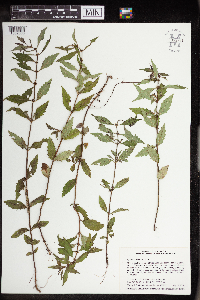 Lycopus uniflorus image