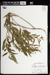 Salix nigra image