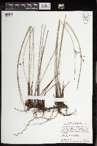 Juncus arcticus var. balticus image