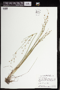 Juncus alpinoarticulatus image