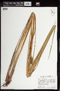 Acorus americanus image