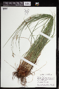 Carex torreyi image