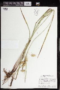 Carex hystericina image