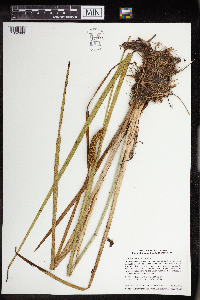 Acorus americanus image
