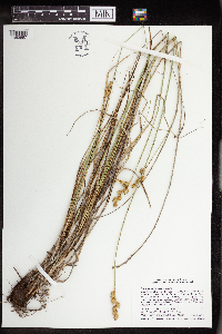 Carex merritt-fernaldii image