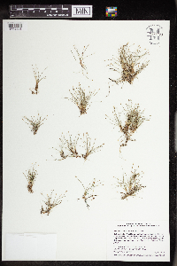 Image of Eleocharis coloradoensis