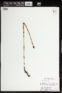 Rorippa palustris subsp. palustris image