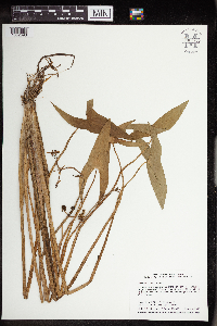 Sagittaria cuneata image