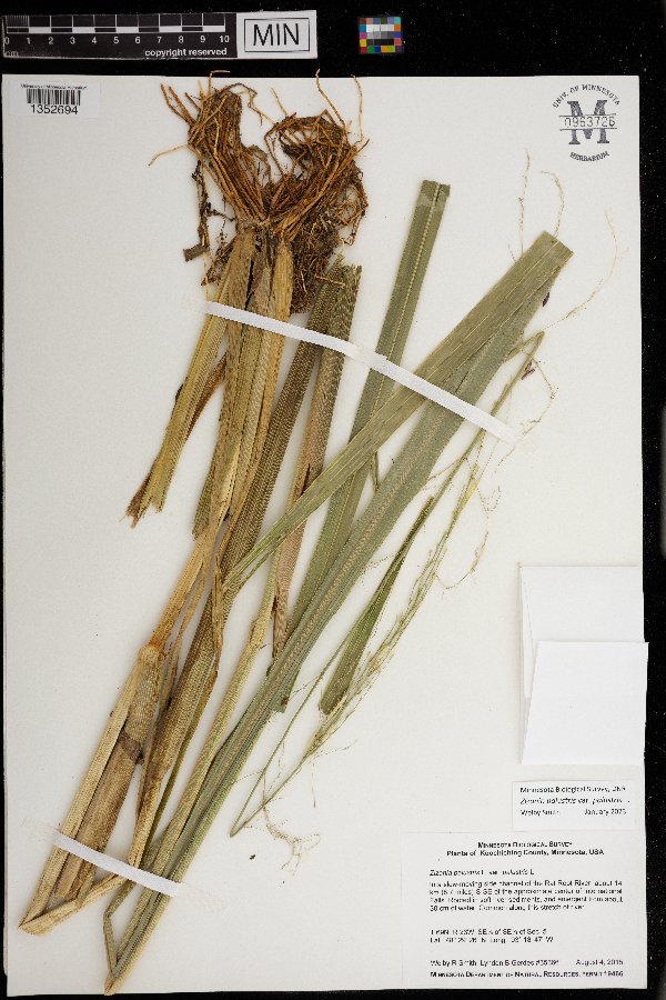 Zizania palustris image