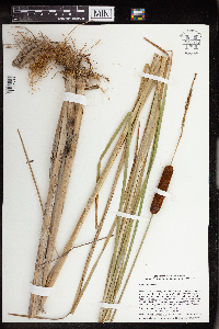 Typha angustifolia image