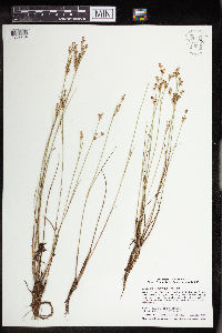 Juncus brevicaudatus image