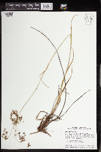 Scirpus atrocinctus image