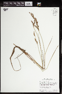Juncus brevicaudatus image