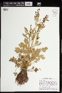 Ranunculus sceleratus image