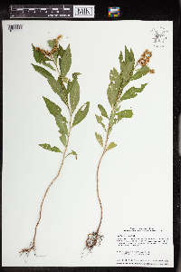 Penthorum sedoides image