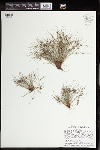 Lipocarpha micrantha image
