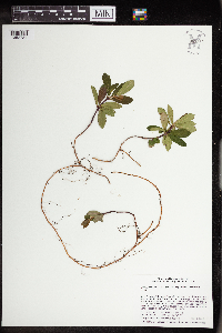 Media resource of Chimaphila umbellata