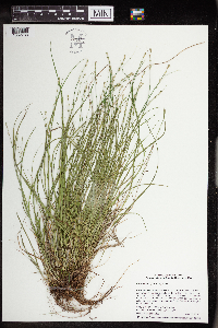 Carex radiata image
