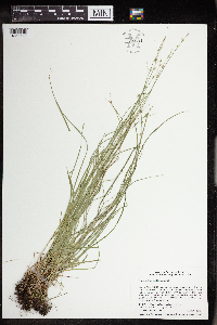 Carex radiata image