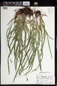 Carex hirtifolia image