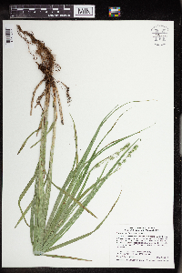 Carex sparganioides image