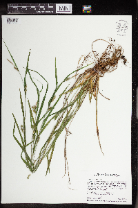 Carex grisea image