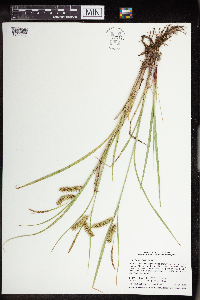 Carex hystericina image