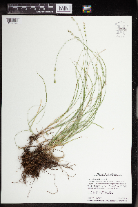 Carex radiata image