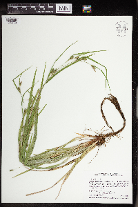 Carex grisea image