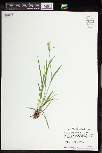 Luzula multiflora image