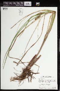 Carex utriculata image