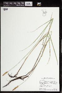 thumbnail image of current specimen