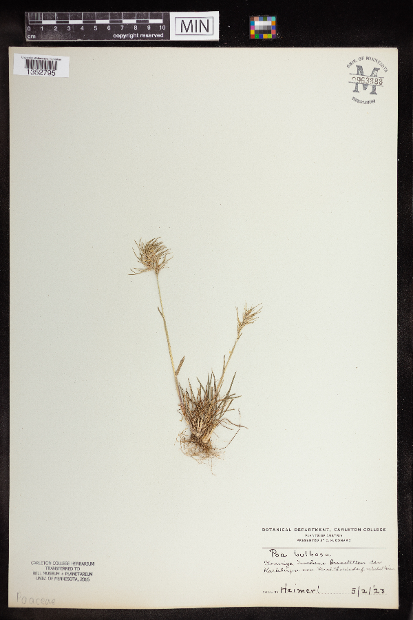 Poa bulbosa image