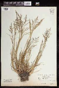 Image of Poa distans