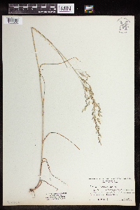 Poa nemoralis image