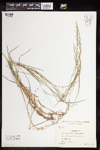 thumbnail image of current specimen