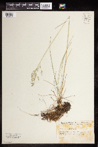 Poa pratensis image