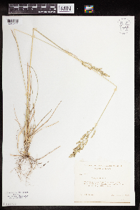 Poa pratensis image