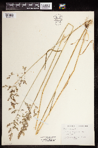 Poa pratensis image