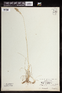 Poa pratensis image
