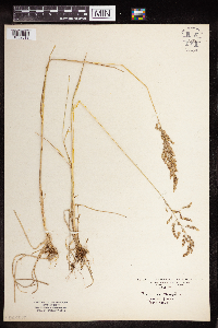 Poa pratensis image