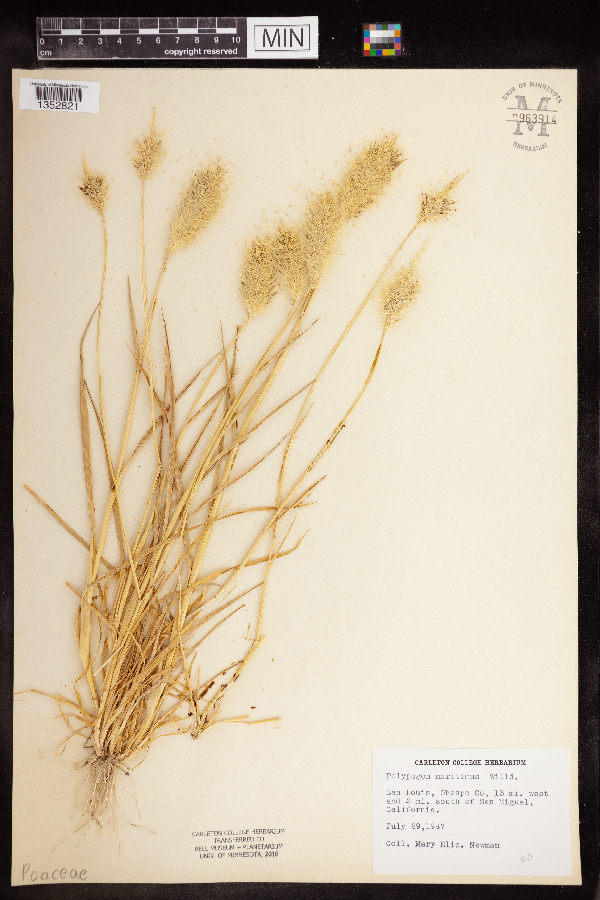 Polypogon maritimus image