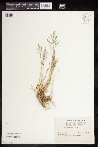 Puccinellia distans image