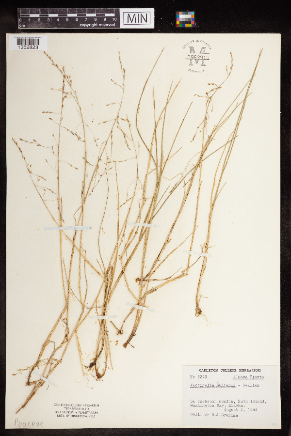 Puccinellia nutkaensis image