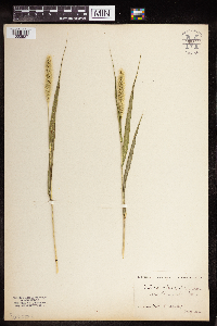 Setaria pumila subsp. pumila image