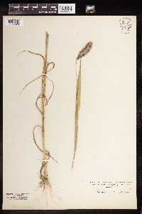 Setaria italica image