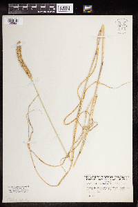 Setaria pumila subsp. pumila image