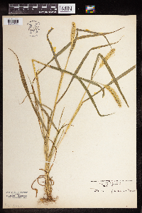 Setaria pumila subsp. pumila image
