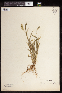 Setaria pumila subsp. pumila image