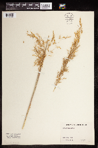 Sorghastrum nutans image